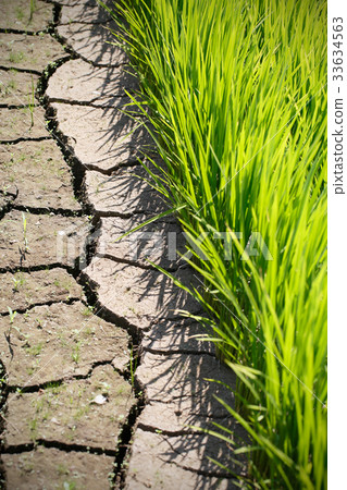 Cracked paddy field 33634563