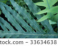 tropical plant green foliage background 33634638
