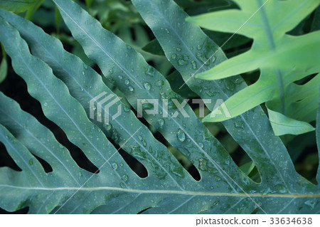 tropical plant green foliage background tropical plant green foliage background 33634638