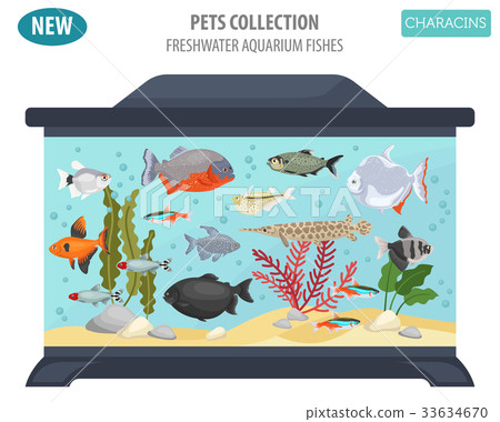Freshwater aquarium fishes characin icon set Freshwater aquarium fishes characin icon set 33634670