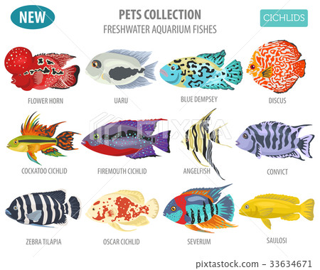 Freshwater aquarium fishes cichlid icon set  33634671