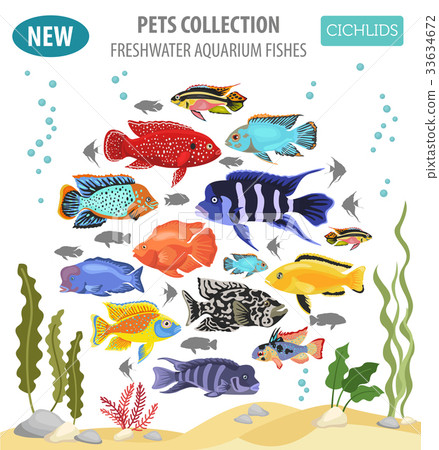 Freshwater aquarium fishes cichlid icon set  33634672