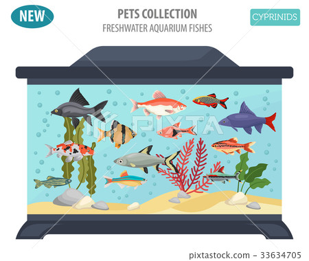 Freshwater aquarium cyprinid fish icon set Freshwater aquarium cyprinid fish icon set 33634705