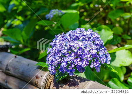 hydrangea flower 33634811