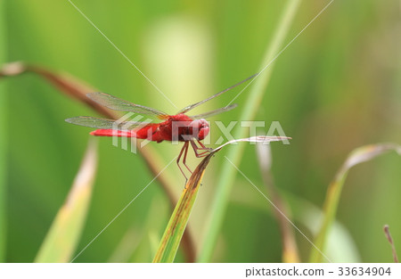 Dragonfly resting its wings 33634904