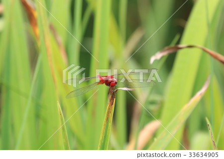 Dragonfly resting its wings 33634905
