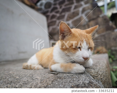 棕色和白色的蜜蜂揮舞著貓坐在一塊石頭上 33635211