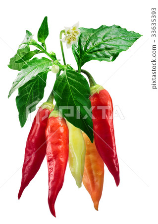 Aji Cristal chile plant-Capsicum baccatum, paths 33635393