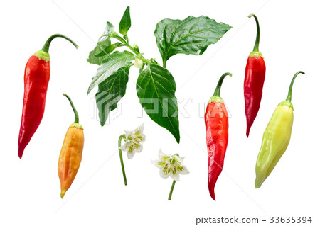 Aji Cristal chile-Capsicum baccatum elements,paths 33635394