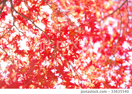 maple, yellow leafe, autumn 33635540