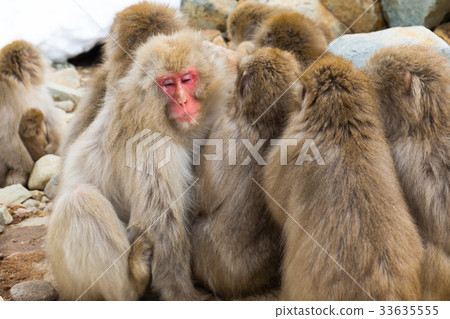 Jigokudani no monkey park, portrait collection of your monkey, hot spring monkey Jigokudani no monkey park, portrait collection of your monkey, hot spring monkey 33635555