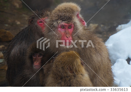 Jigokudani no monkey park, portrait collection of your monkey, hot spring monkey Jigokudani no monkey park, portrait collection of your monkey, hot spring monkey 33635613