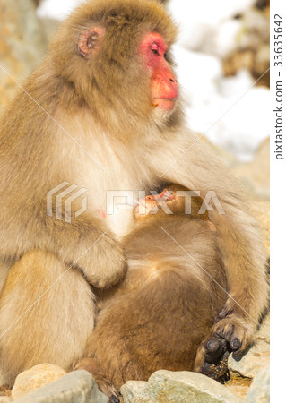 Jigokudani沒有猴子公園，您的猴子，溫泉猴子的畫像匯集 33635642
