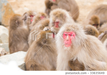 Jigokudani no monkey park, portrait collection of your monkey, hot spring monkey 33635649
