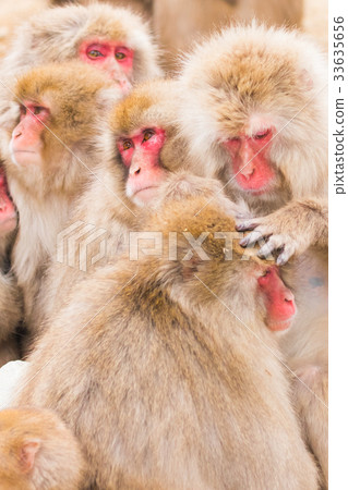 Jigokudani no monkey park, portrait collection of your monkey, hot spring monkey 33635656