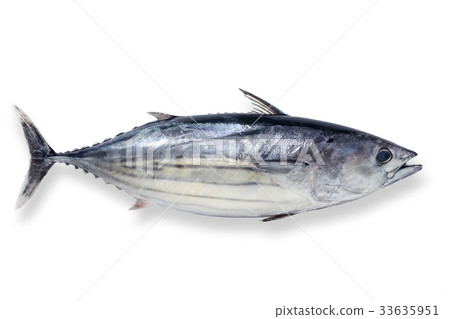 與裁減路線的東方狐鰹_ 33635951