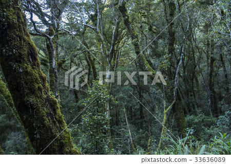 Ancient rain forest with green moss Ancient rain forest with green moss 33636089