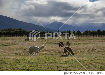 Alpaca against grass land and mountain Alpaca against grass land and mountain 33636098