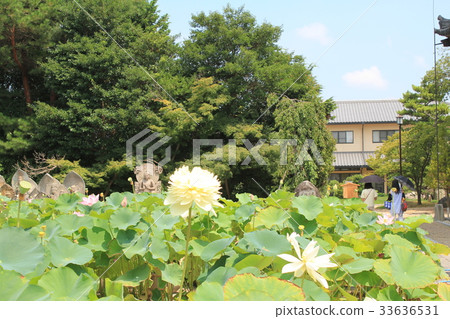 Kikoji寺石佛和蓮花 33636531