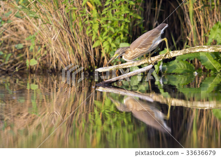 Squacco heron (Ardeola ralloides) 33636679