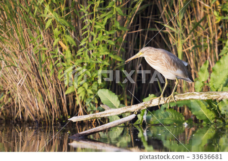 Squacco heron (Ardeola ralloides) 33636681