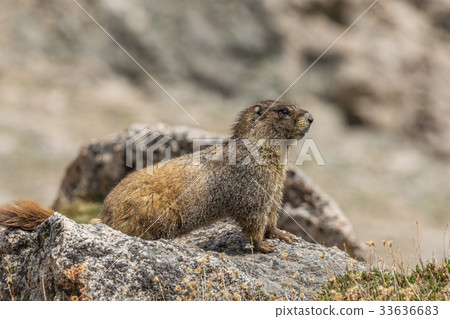 Yellow Bellied Marmot 33636683