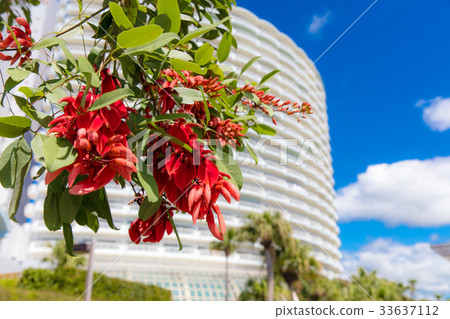 Nangoku Resort Mansion and Red Flower 33637112