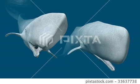 Two sperm whales Two sperm whales 33637738