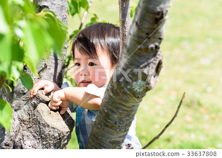 Boy peeking through a tree gap Boy peeking through a tree gap 33637808