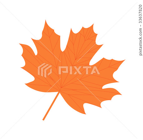 Maple leaf icon, flat, cartoon style. Isolated on Maple leaf icon, flat, cartoon style. Isolated on 33637820