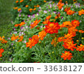 Beautiful orange cosmos flowers. 33638127