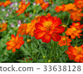 Beautiful orange cosmos flowers. 33638128