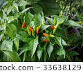 Chili Peppers growing in organic farm. 33638129