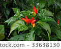 Chili Peppers growing in organic farm. 33638130