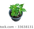 Chili pepper plant growing in pot. 33638131