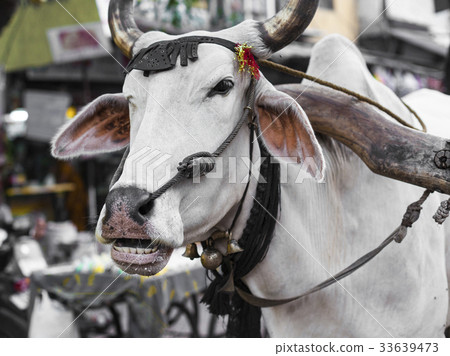 The cow carries a cart on the streets in Delhi 33639473