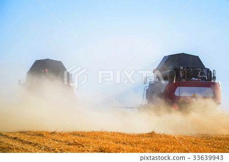 Grain harvesting combines work in wheat field 33639943