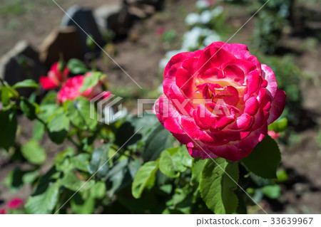 Close-up view of rose bud Close-up view of rose bud 33639967