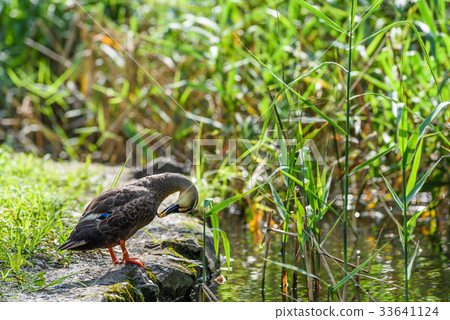 Wild duck Wild duck 33641124