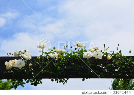 Blooming rose flower 33641444