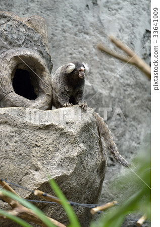 The Black Tufted-Eared Marmoset.. The Black Tufted-Eared Marmoset.. 33641909
