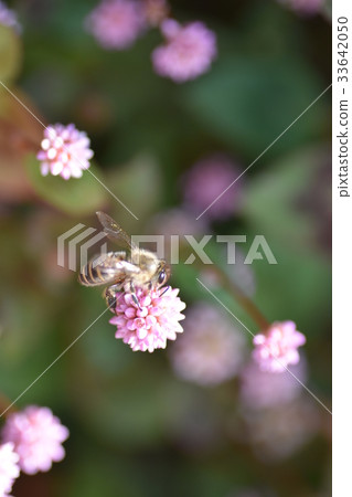 蜂和花的花朵 蜂和花的花朵 33642050