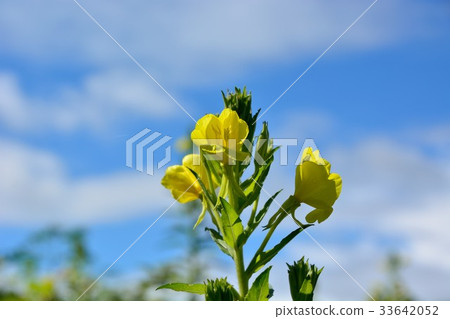 A yellow flower of the evening primrose under a blue sky A yellow flower of the evening primrose under a blue sky 33642052