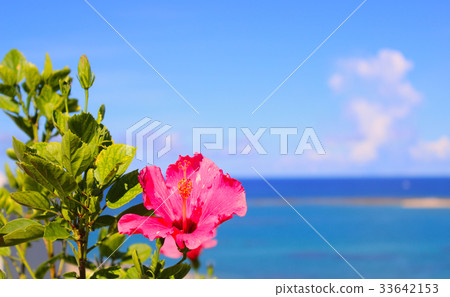 Okinawa Nanjo City Hibiscus and the Sea Okinawa Nanjo City Hibiscus and the Sea 33642153