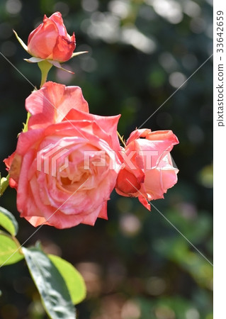 Backlit rose (image of cool beauty) rose rose honey bee honey bee beautiful skin whitening 33642659