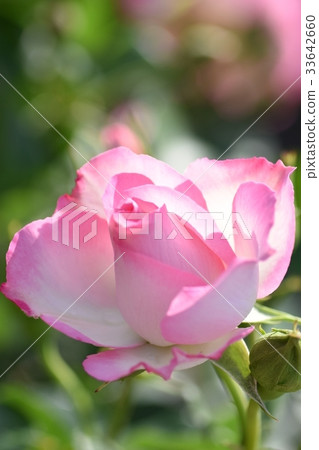 Backlit rose (image of cool beauty) rose rose honey bee honey bee beautiful skin whitening 33642660
