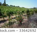 葡萄種植葡萄園 33642692