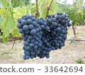 釀酒葡萄 33642694