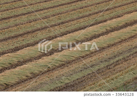 Remnants of rice harvesting 33643128