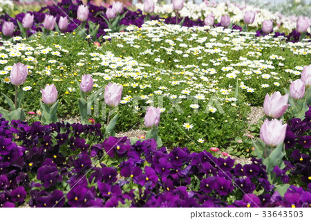 鬱金香和瑪格麗特和三色堇 33643503